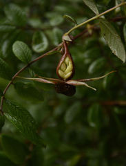 Rosa macrophylla
