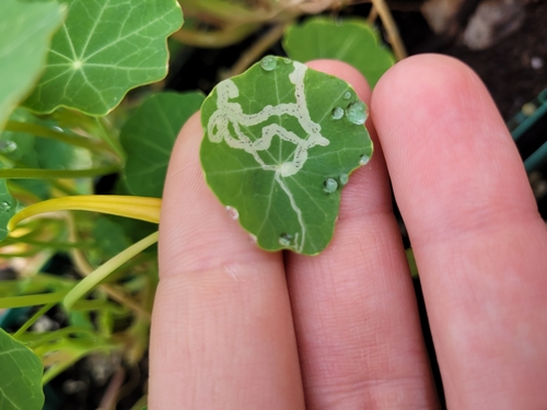Cabbage Leafminer