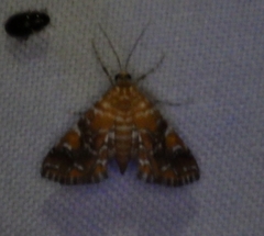 Elophila nebulosalis
