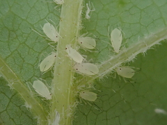 Illinoia liriodendri