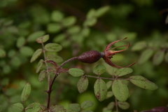 Rosa macrophylla