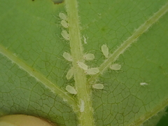 Illinoia liriodendri
