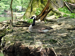 Branta canadensis