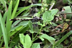 Arigomphus pallidus