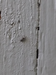 Platycryptus californicus