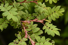 Rosa sericea