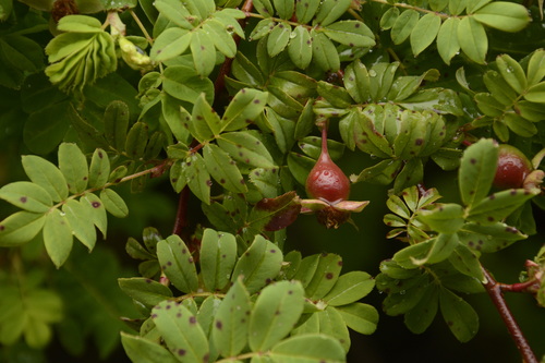 Image of Rosa sericea by (c) Siddarth Machado, some rights reserved (CC BY)