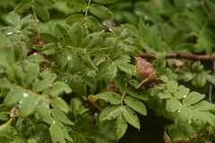 Rosa sericea
