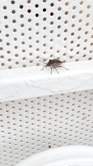 Hypselonotini