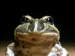 Banjo Frog photo 3