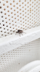 Hypselonotini