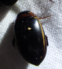 Hydaticus bimarginatus