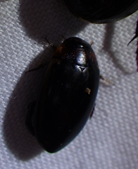 Hydaticus bimarginatus