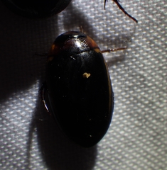 Hydaticus bimarginatus