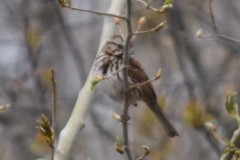 Melospiza melodia image