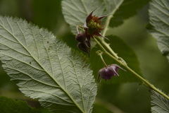 Rubus pedunculosus