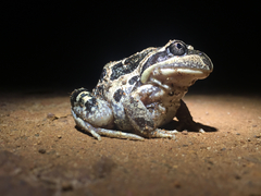 Banjo Frog photo 4