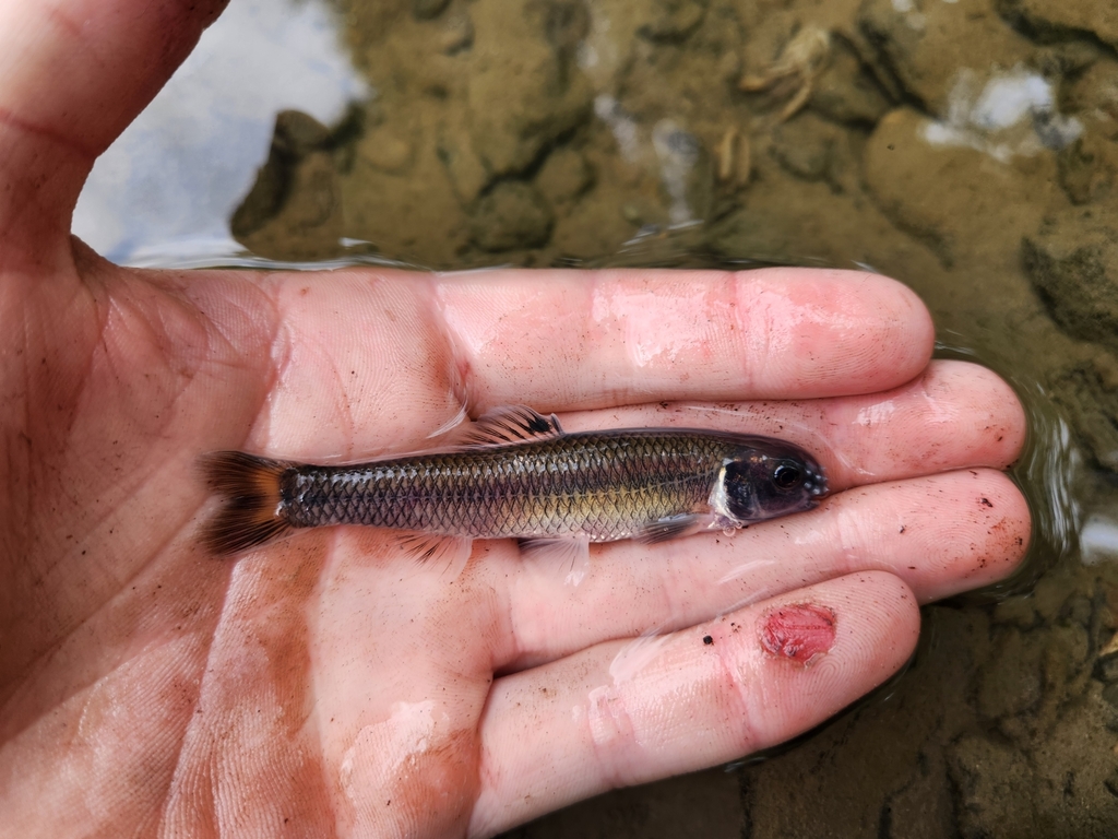 Bluntnose minnow (Pimephales notatus) — Cyprinidae
