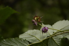 Rubus pedunculosus