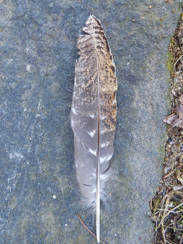 Plume de Dindon sauvage