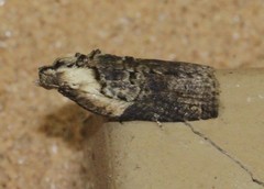 Cryptoptila immersana