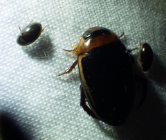 Hydaticus bimarginatus