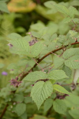 Rubus pedunculosus