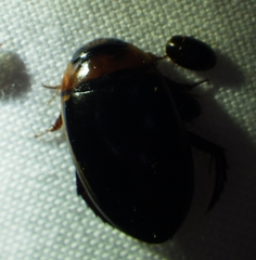 Hydaticus bimarginatus