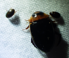 Hydaticus bimarginatus