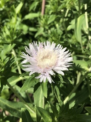 Stokesia laevis