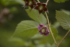 Rubus pedunculosus