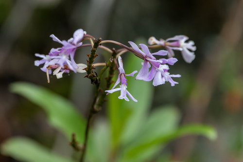 Image of Epidendrum blepharistes by (c) David F. Belmonte, some rights reserved (CC BY)