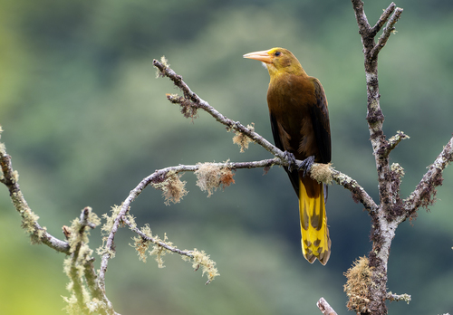 Russet-backed Oropendola