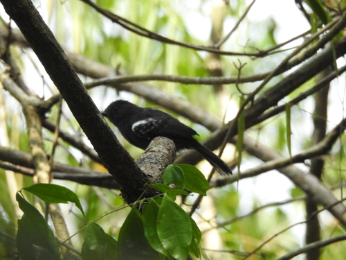 Dusky Antbird