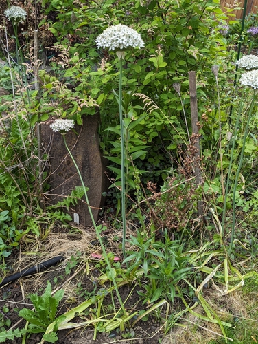 Allium multibulbosum, photograph 1