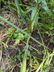 Allium multibulbosum, photograph David Anderson, CC BY, iNaturalist via GBIF