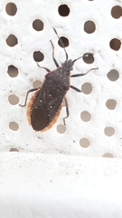 Hypselonotini