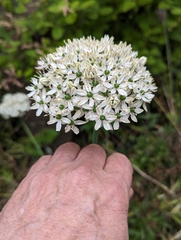 Allium multibulbosum, photograph David Anderson, CC BY, iNaturalist via GBIF
