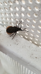 Hypselonotini