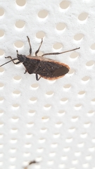Hypselonotini