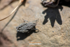 Paratettix mexicanus