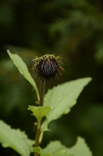Jurinea auriculata