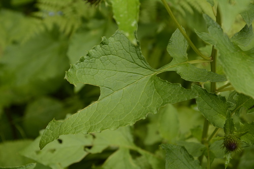 Jurinea auriculata, photograph 1