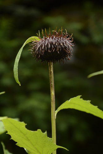Jurinea auriculata, photograph 2