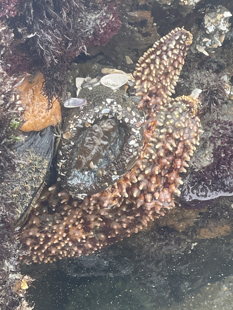 Giant Sea Star from North Pacific Ocean, Coronado, CA, US on May 28 ...