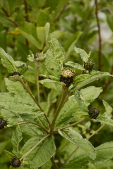 Shangwua denticulata