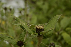 Shangwua denticulata