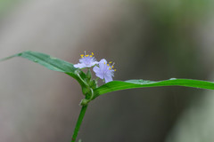 Tradescantia subaspera