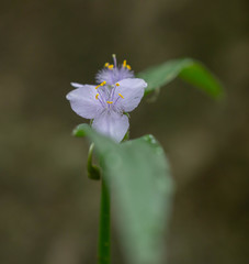 Tradescantia subaspera