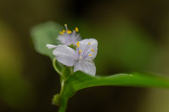 Tradescantia subaspera